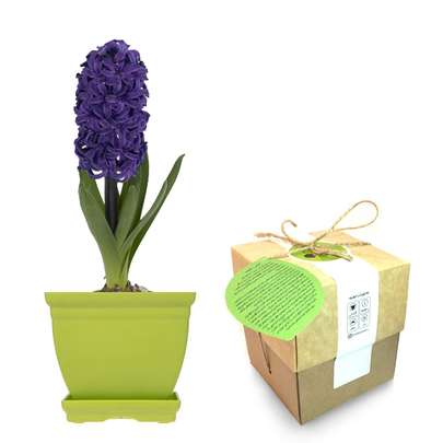 پیاز سنبل را از کجا بخریم؟