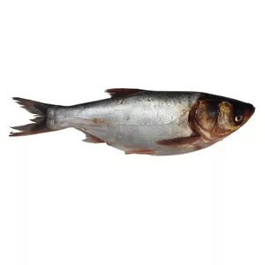 ماهی تازه فیتوفاگ شاه ماهی بندر - 1200 گرم
