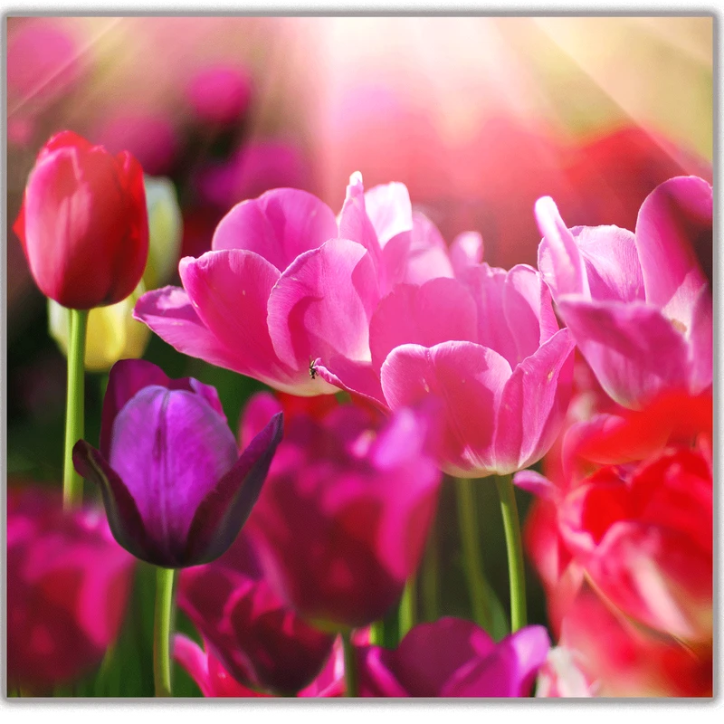 تابلو شاسی لابراتوار سهند طرح 5519 سایز 50 × 50