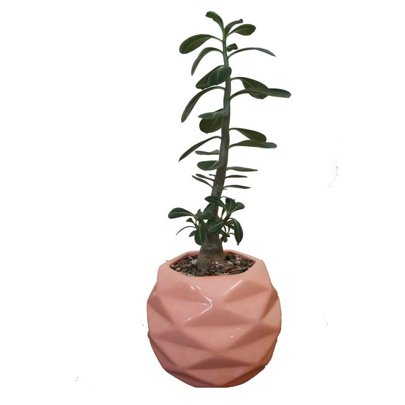 گیاه طبیعی بونسای آدنیوم مدل برگدار