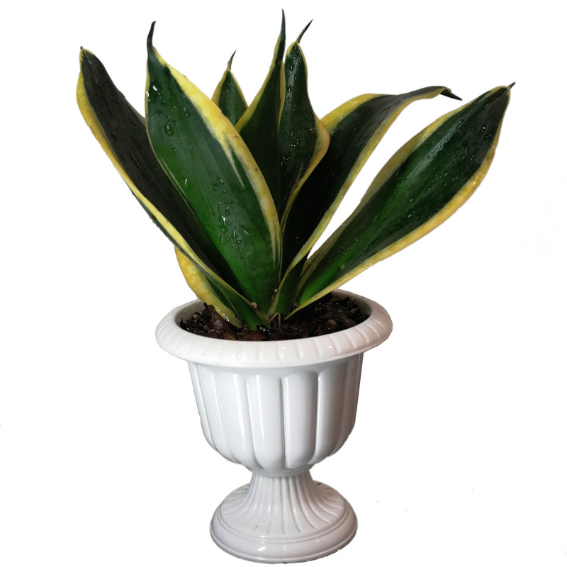 گیاه طبیعی سانسوریا مینیاتوری ابلق مدل مطبق گیاه طبیعی سانسوریا مینیاتوری ابلق مدل مطبق