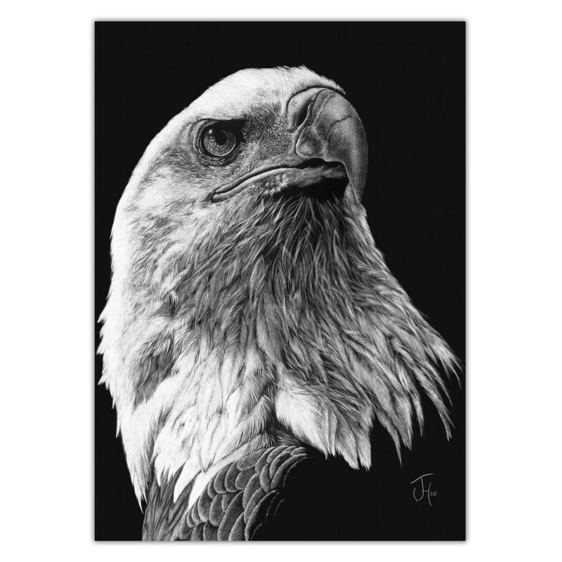تابلو شاسی ونسونی طرح Scratchboard Art Eagle سایز 30 × 40
