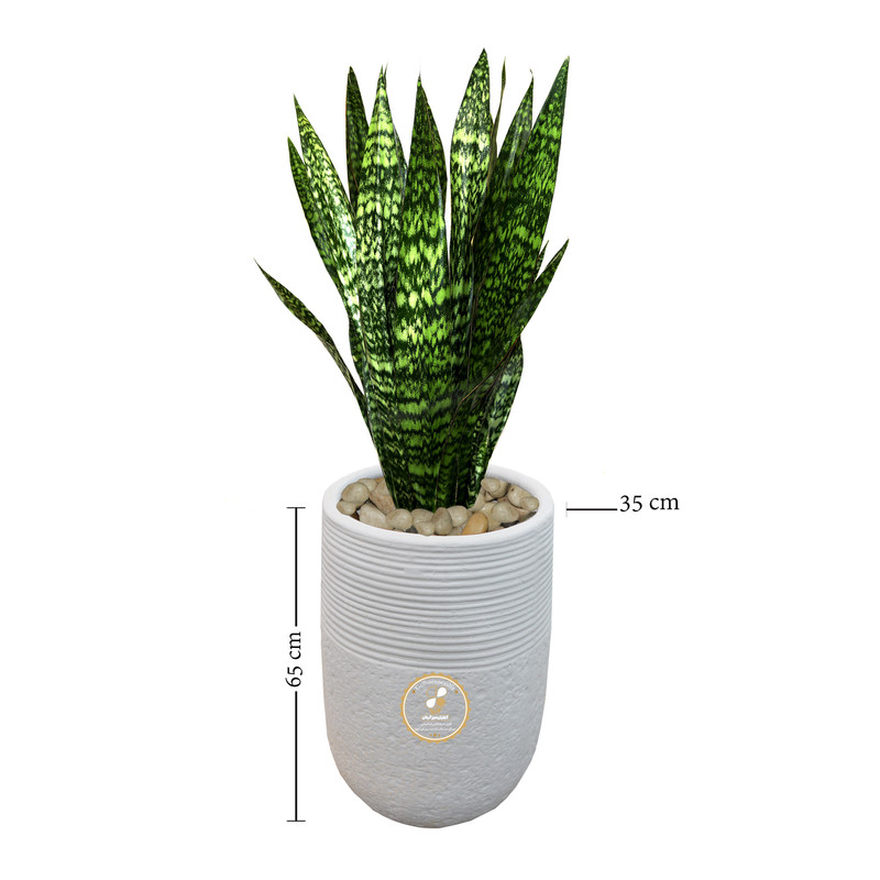 گیاه طبیعی سانسوریا شمشیری گلباران سبز گیلان مدل GN1-FANW4 گیاه طبیعی سانسوریا شمشیری گلباران سبز گیلان مدل GN1-FANW4