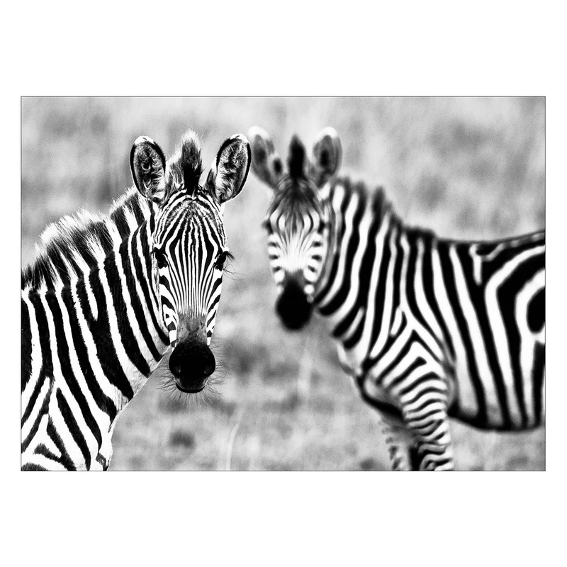 تابلو شاسی ونسونی طرح Astonished Zebras سایز 30 × 40 سانتی متر