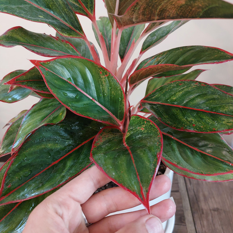 گیاه طبیعی آگلونما لب ماتیکی مدل F-15