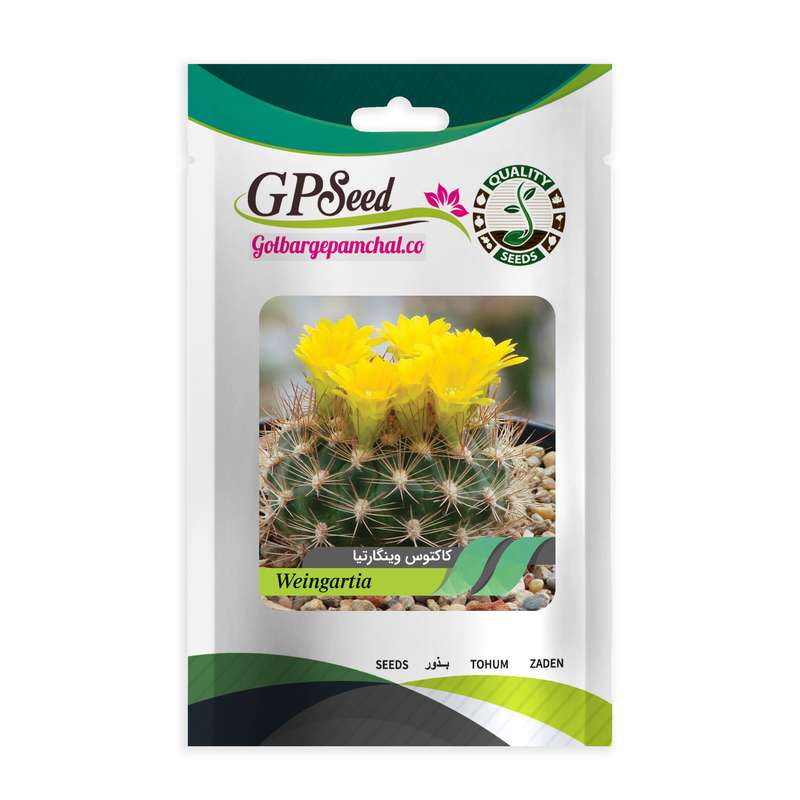 بذر کاکتوس وینگارتیا گلبرگ پامچال کد GPF-191