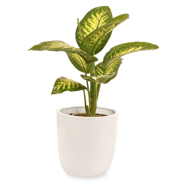 گیاه طبیعی دیفن باخیا گلیتال مدل GTL118