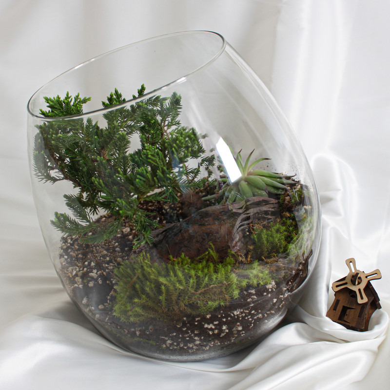 تراریوم گیاه طبیعی کد zhp-999 تراریوم گیاه طبیعی کد zhp-999