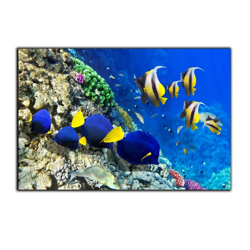 تابلو شاسی بکلیت طرح اقیانوس ماهی ماندارین مدل SH-7489