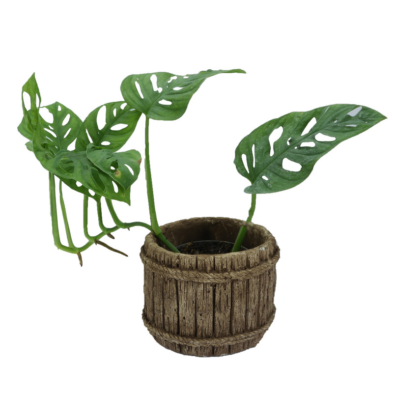 گیاه آپارتمانی پتوس حصیری کد ST4 گیاه آپارتمانی پتوس حصیری کد ST4