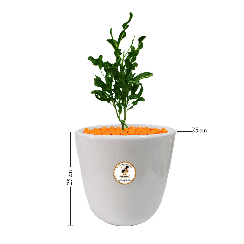 گیاه طبیعی کروتون رشته ای ابلق شرکت گلباران سبز گیلان مدل GN13-2FAL