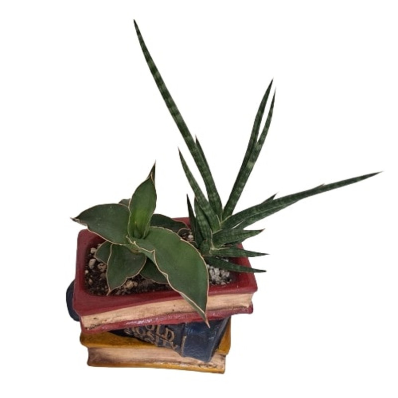 گل طبیعی سانسوریا مدل کتاب