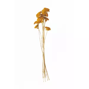 گل خشک مدل بومادران  کد 12