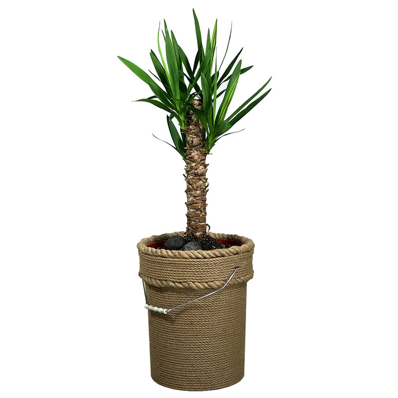 گلدان مدل کنف