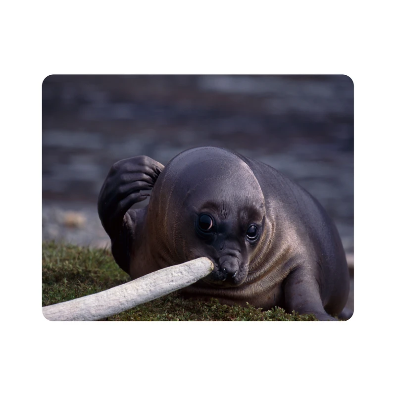 ماوس پد اطلس آبی طرح شیر دریایی مدل T2071