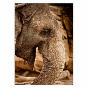 Wensoni Elephant Lauphing Chassis Size 50 x 70 Cm