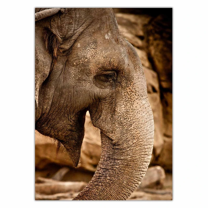 تابلو شاسی ونسونی طرح Elephant Lauphing سایز 50x70 سانتی متر