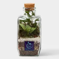 گیاه طبیعی تراریوم مدل چهار وجهی