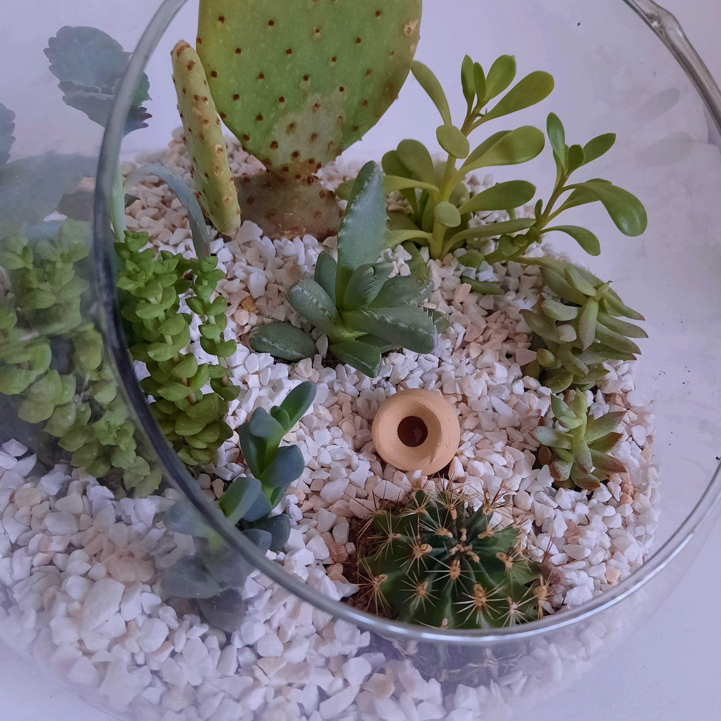 گیاه طبیعی دیش گاردن کاکتوس و ساکولنت کد A