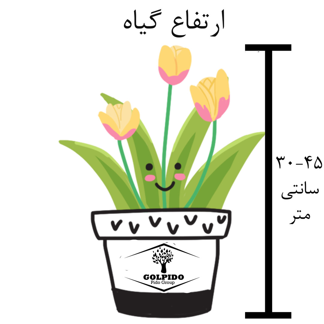 گیاه طبیعی قاشقی ابلق گلپیدو کد GP-l20 گیاه طبیعی قاشقی ابلق گلپیدو کد GP-l20