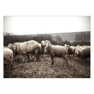 Wensoni Sheeps Grazing Chassis Size 50 x 70 Cm
