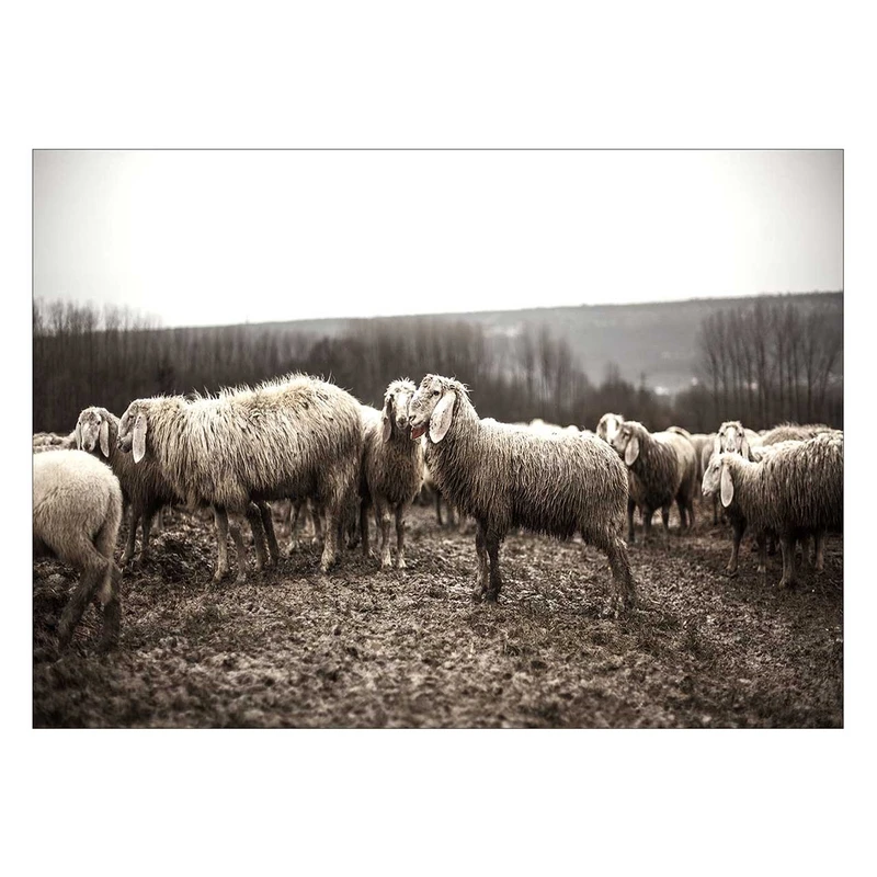 تابلو شاسی ونسونی طرح Sheeps Grazing سایز 50x70 سانتی متر