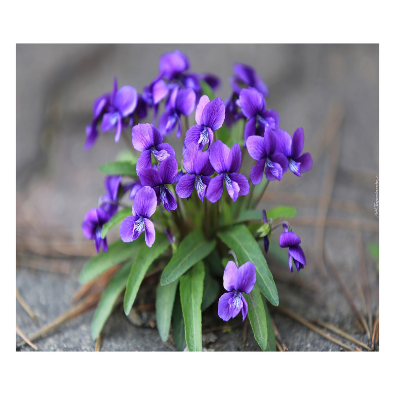 بذر گل بنفشه بنفش گرین فارم مدل 03 بسته 3 عددی