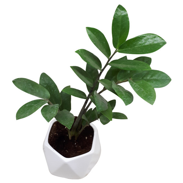 گیاه طبیعی زاموفیلیا کد S - M03 گیاه طبیعی زاموفیلیا کد S - M03