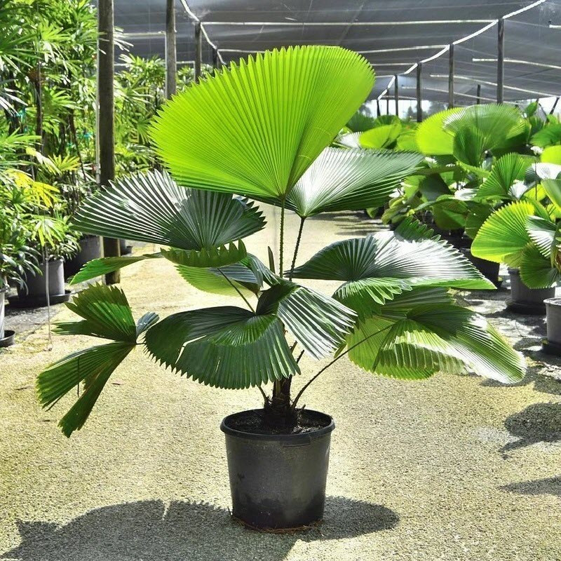 کود کامل تقویتی نخل بادبزنی ظرافت مدل KO21754 وزن 50 گرم