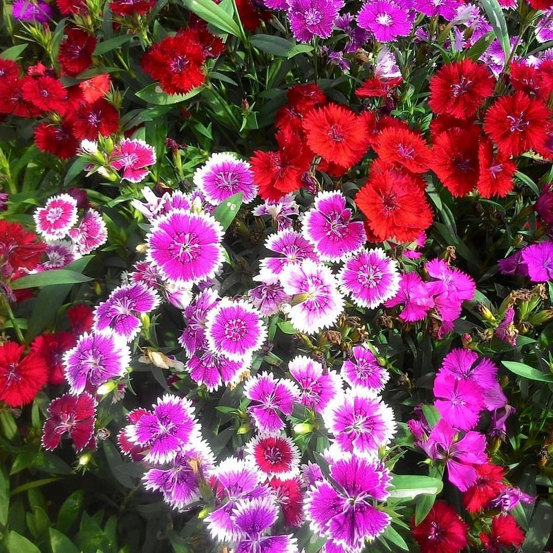 بذر گل بوقلمون پا کوتاه الوان جی پی سید مدل GP539