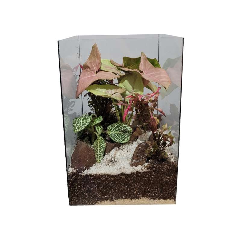 گیاه طبیعی تراریومی مدل 4 وجهی کد 08 گیاه طبیعی تراریومی مدل 4 وجهی کد 08