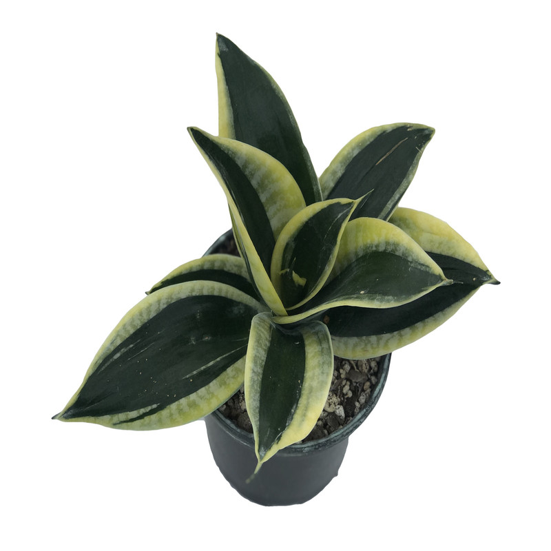 گل طبیعی سانسوریا بلک گلد کد 107