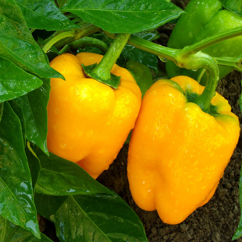 بذر فلفل دلمه زرد وانیا سید مدل F14 بذر فلفل دلمه زرد وانیا سید مدل F14