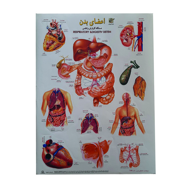 برچسب طرح اعضای بدن کد 10