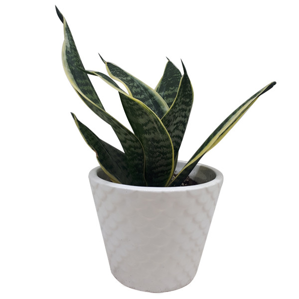 گیاه طبیعی سانسوریا پوست ماری کد S01 گیاه طبیعی سانسوریا پوست ماری کد S01