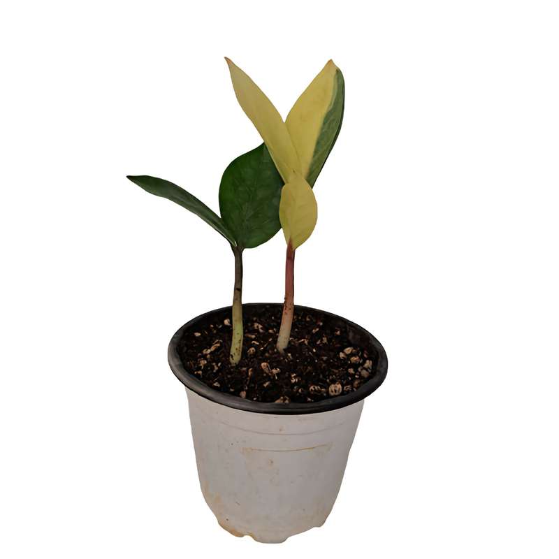 گیاه آپارتمانی زاموفیلیا ابلق مدل 402531