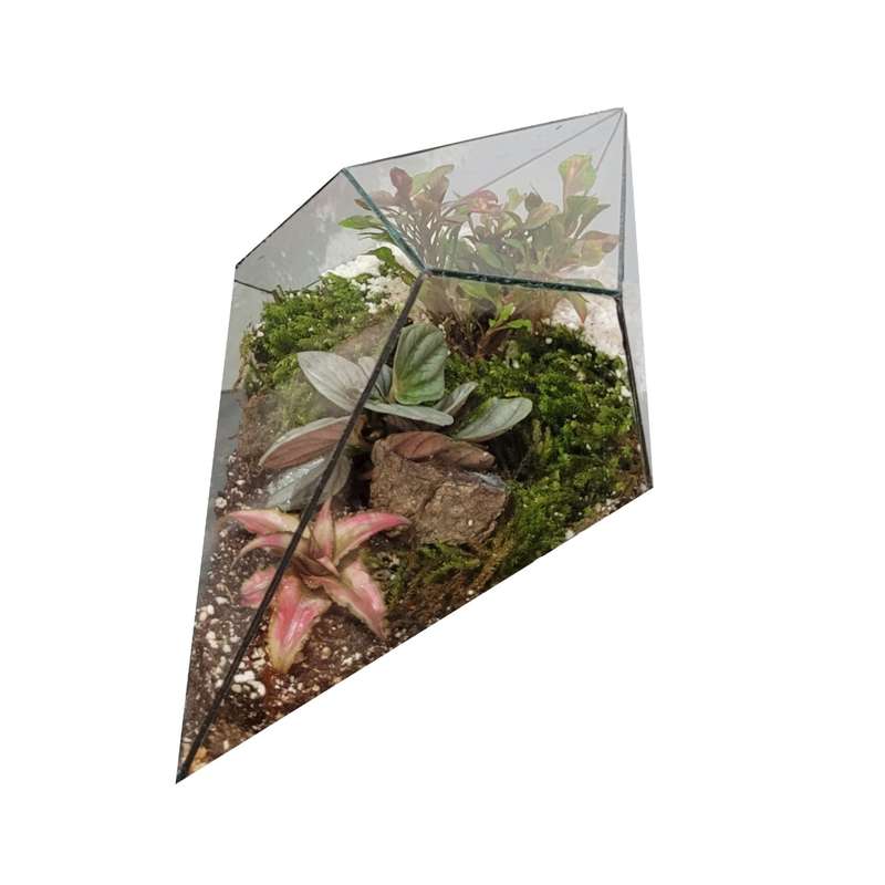 گیاه طبیعی تراریومی یاقوت مدل 09 گیاه طبیعی تراریومی یاقوت مدل 09