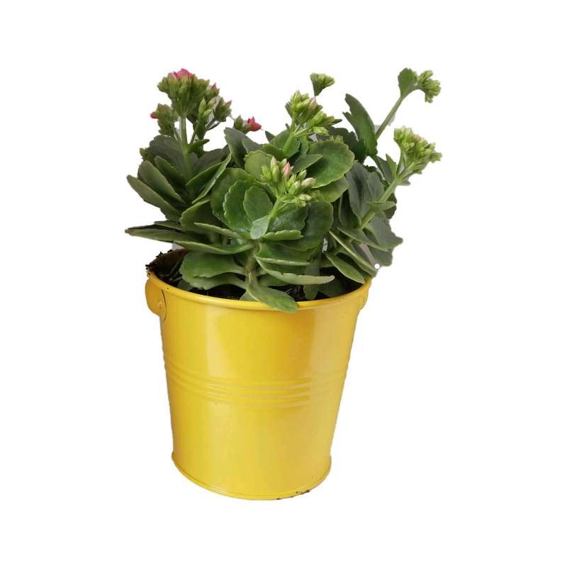 گیاه طبیعی کلانکوا کد af01