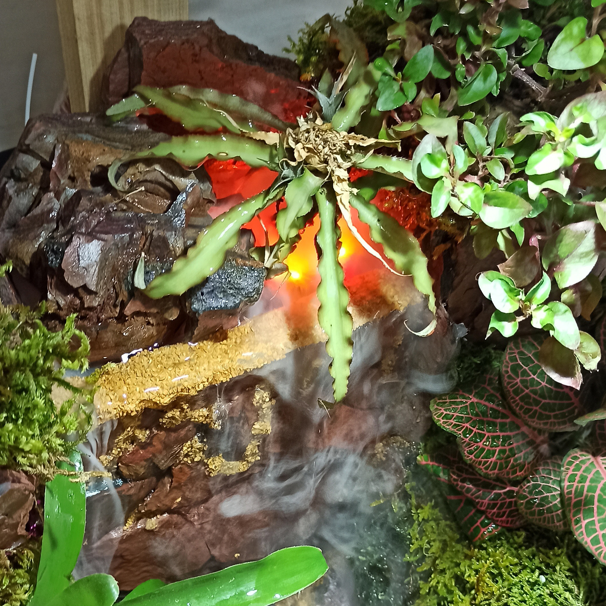 گیاه طبیعی مدل پالوداریوم نیاگارا گیاه طبیعی مدل پالوداریوم نیاگارا