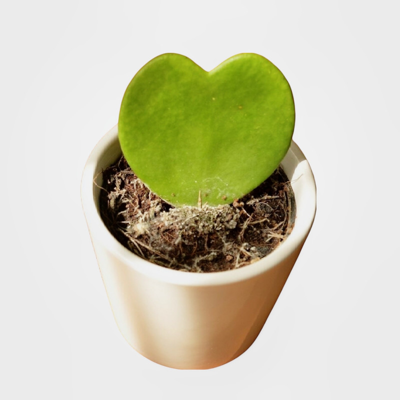 گیاه طبیعی هویا کری مدل 01