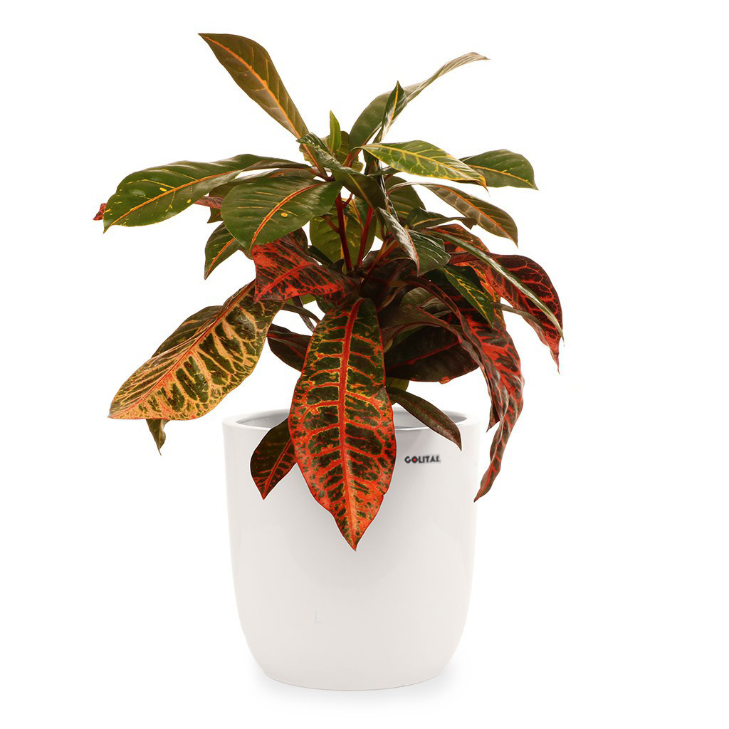 گیاه طبیعی کروتون ابلق گلیتال مدل GTL141