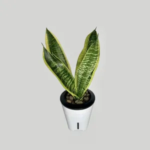 سانسوریا ابلق گلآرون مدل هیدروپنیک p10