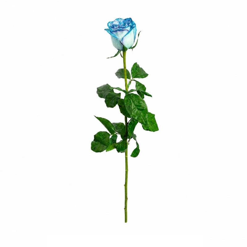 شاخه گل رز طبیعی مدل جومولیا