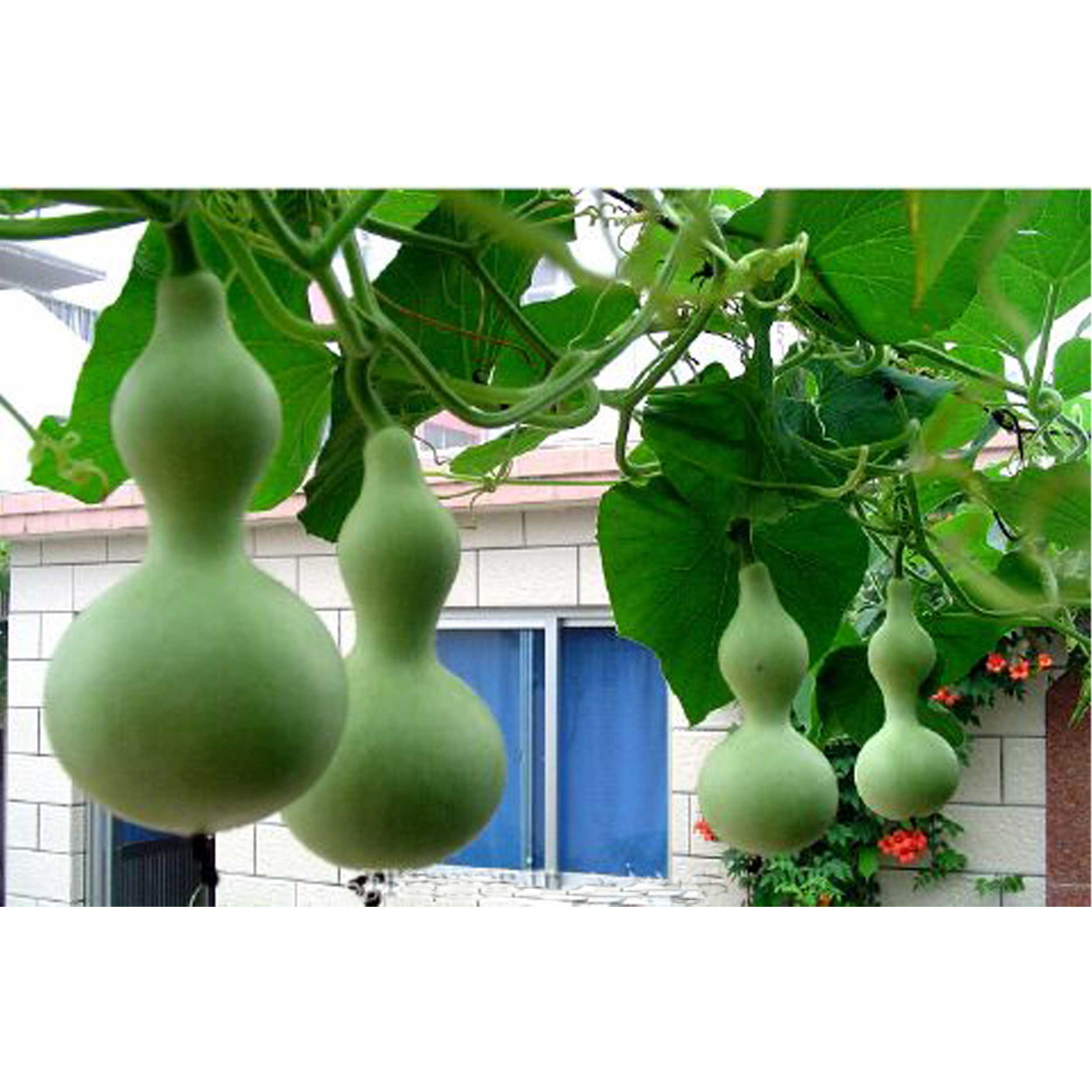 بذر کدو قلیانی گلبرگ پامچال کد GPF-307