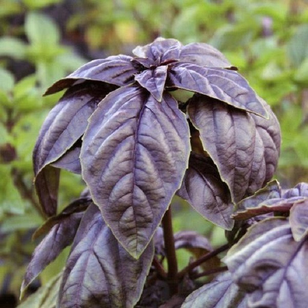 بذر ریحان بنفش جی پی سید مدل GP1156 بذر ریحان بنفش جی پی سید مدل GP1156