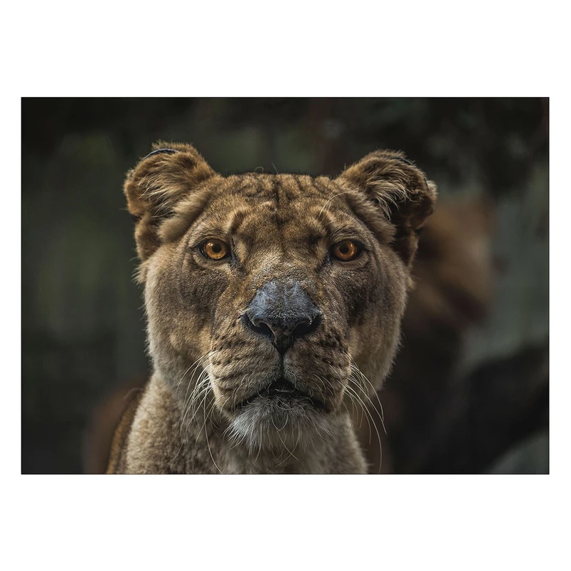 تابلو شاسی ونسونی طرح Amazed Female Lion سایز 30 × 40 سانتی متر