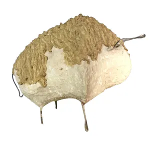 مجسمه مدل بوفالوی قطبی
