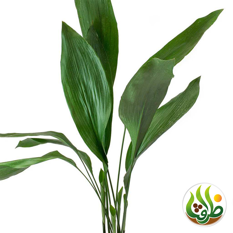 کود کامل برگ عبایی ظرافت مدل KO21223 وزن 250 گرم