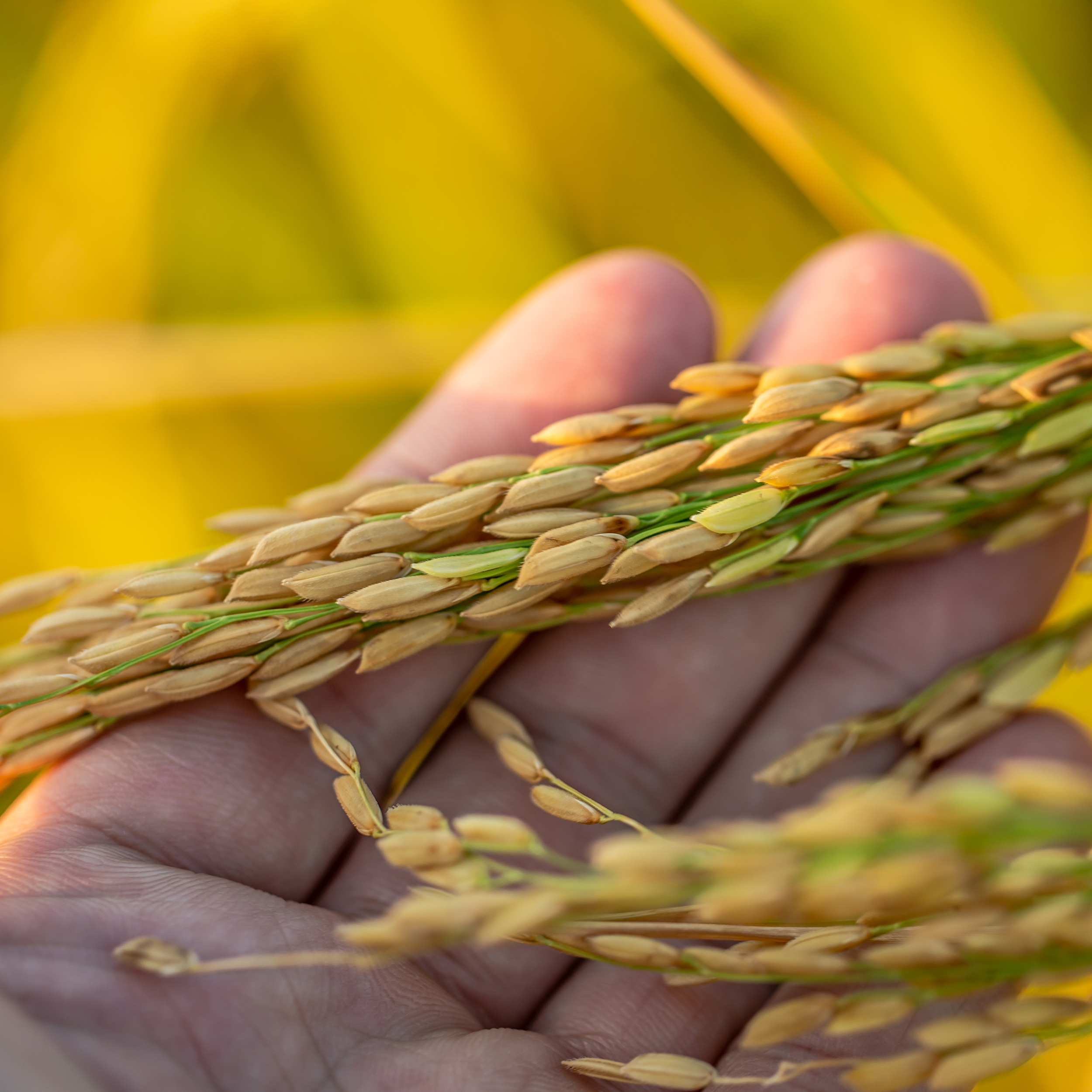 برنج ایرانی اصیل هاشمی ممتاز گیلان - 5 کیلوگرم