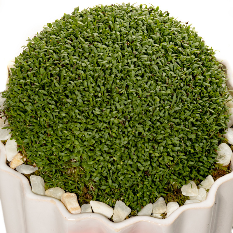 گیاه طبیعی سبزه شاهی هیمان مدل گلدانی کد B226